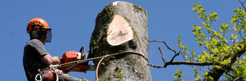 Tree Surgeon performing a section felling